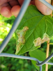 Liriomyza philadelphivora