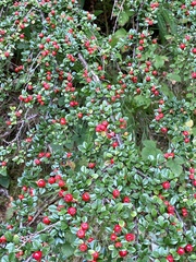 Cotoneaster × suecicus