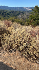 Artemisia californica
