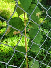 Liriomyza philadelphivora