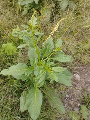 Phytolacca icosandra
