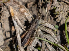 Chorthippus biguttulus