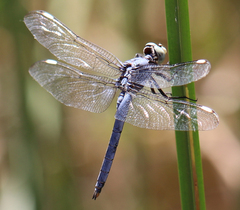 Libellula comanche