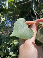 Populus fremontii