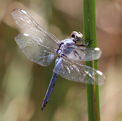 Libellula comanche