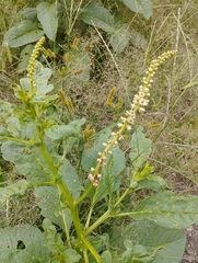 Phytolacca icosandra