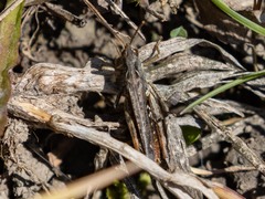 Chorthippus biguttulus