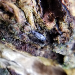 Tomocerinae