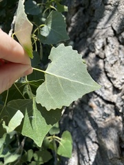 Populus fremontii