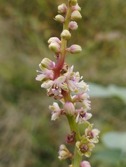 Phytolacca icosandra