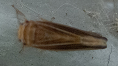 Idiodonus kennicotti