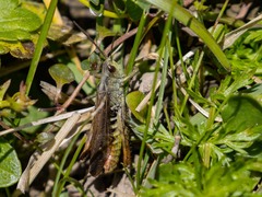 Chorthippus biguttulus