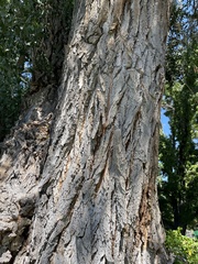 Populus fremontii