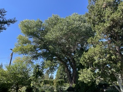 Populus fremontii