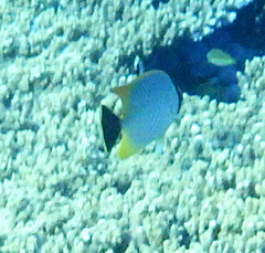 Chaetodon trifascialis