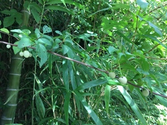 Styrax japonicus