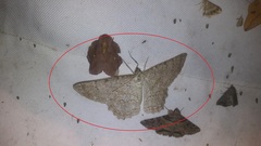 Epimecis