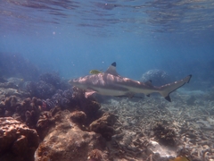 Carcharhinus melanopterus