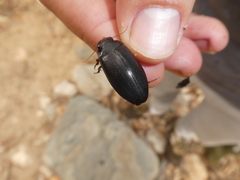 Meladema lepidoptera
