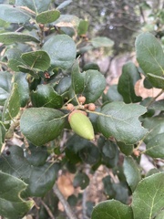 Quercus berberidifolia