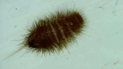 Anthrenus verbasci