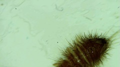 Anthrenus verbasci
