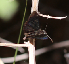 Pyrginae