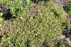 Delosperma inconspicuum