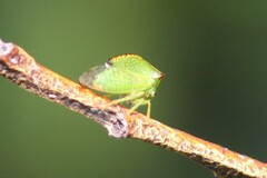 Stictocephala bisonia