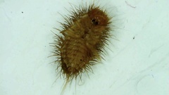 Anthrenus verbasci