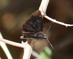 Pyrginae