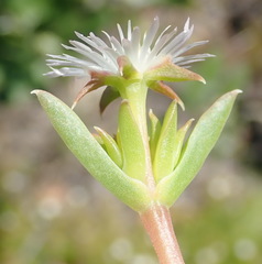 Delosperma inconspicuum