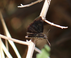 Pyrginae