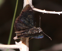 Pyrginae