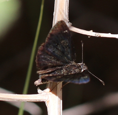 Pyrginae