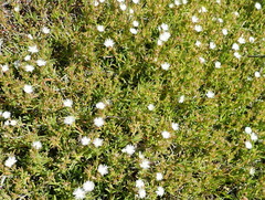 Delosperma inconspicuum