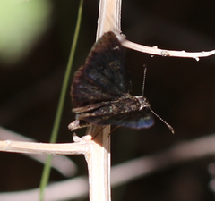 Pyrginae
