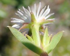 Delosperma inconspicuum