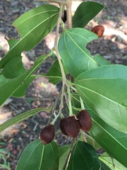 Hydrogaster trinervis