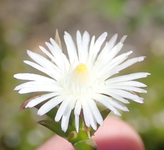 Delosperma inconspicuum