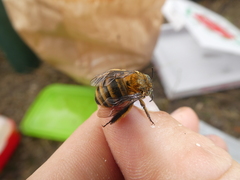 Amegilla garrula