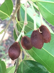 Hydrogaster trinervis