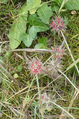 Trifolium stellatum