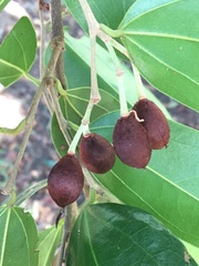 Hydrogaster trinervis