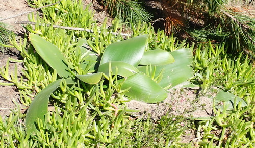 Brunsvigia orientalis