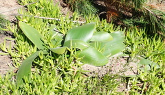 Brunsvigia orientalis