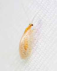 Hemerobius