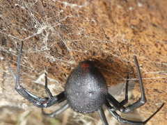 Latrodectus tredecimguttatus