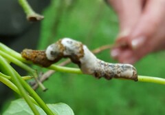 Plusiodonta compressipalpis