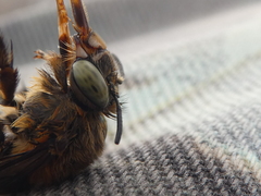 Amegilla garrula
